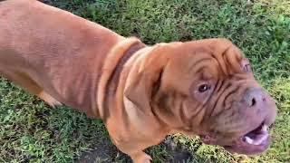 Premiere Roux’s “Drama”  Dogue de Bordeaux Puppies Arriving Soon [upl. by Nysa810]