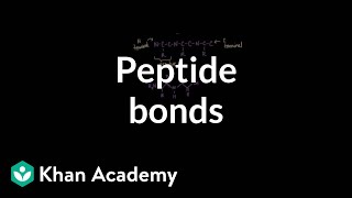 Peptide bonds Formation and cleavage  Chemical processes  MCAT  Khan Academy [upl. by Maxey]