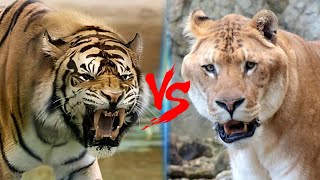 Liger VS Ngandong Tiger  Ngandong Tiger VS Liger Who Would Win [upl. by Jehial]