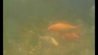 My Underwater Pond Cam  Unterwasser Teich Kamera 12 [upl. by Aanas]