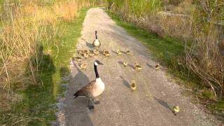 Goose Hissing at Princess Island Park Calgary May 2011 [upl. by Raddatz]