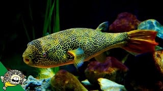 THE LARGEST FRESHWATER PUFFER Tetraodon Mbu Puffer Fish Profile [upl. by Adelle]