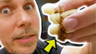 WHY ARE ALL MY SNAKES EGGS INFERTILE  BRIAN BARCZYK [upl. by Nylesoy]