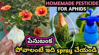 How to get rid of aphids  Homemade Pesticide మందార మొక్కలో పేనుబంక పోవాలంటే ఇలా చేయండి pesticides [upl. by Silvio693]