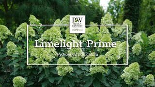 Introducing Limelight Prime™ [upl. by Hnim]