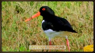 Στρειδοφάγος Φωνή  Eurasian Oystercatcher call [upl. by Dow]