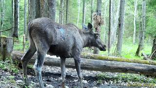 Лось на солонце лось солонец природа животные фотоловушка шортс лес охота бык moose [upl. by Mcgee]