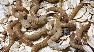 Mealworm Growing Pods Review thebugfactoryBSF [upl. by Leis]