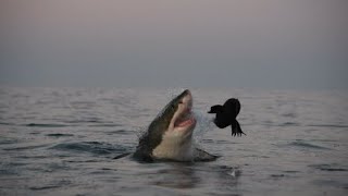 17 Ft Great White Shark Whirlpool Attack Cameron Bayes [upl. by Bergstrom131]