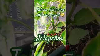 Balcony Gardening Jalapeños 😁 🌶🌶🌶 balconygardening Gardening gardentips vegetables vegan [upl. by Oilcareh722]