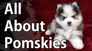 All About Pomskies  A Pomsky Video [upl. by Butterfield507]