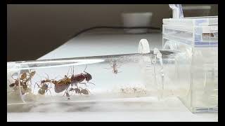 CAMPONOTUS CASTANEUS VS FRUIT FLIES FEEDING [upl. by Lisbeth637]