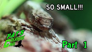 New Micro Geckos Picking up two new species Viper Gecko Mourning Gecko Part 1 [upl. by Eidnam]