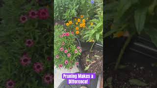 How to Train Your Flowers 🌸 flowers garden gardening plants strawflower pruning train ca [upl. by Adnirual]