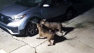 Dogs Cause 3000 in Car Damage After Trying to Catch Cat [upl. by Portie78]