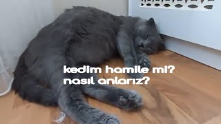 kedinin hamile olduğunu nasıl anlarızkedim hamile mi [upl. by Reibaj]