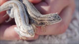 How do Desert Grassland Whiptail Lizard reproduce [upl. by Notniuq]