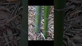 Madake Phyllostachys bambusoides Phyllostachys reticulata Japanese timber bamboo [upl. by Mufi378]