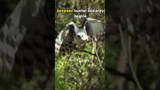 Perfect Shot Harpy Eagle 🦅 Masterfully Hunting A Monkey in the Amazon Rainforest 🔊 With Sound [upl. by Cindy]