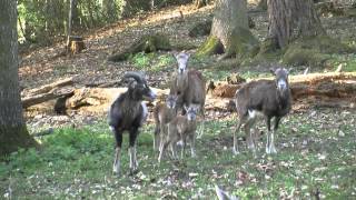 Wildpark Feldkirch [upl. by Bentlee643]