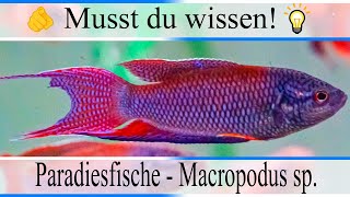 Haltungsbedingungen amp Infos Paradiesfische  Makropoden  Macropodus sp  Aquarium [upl. by Aitselec330]