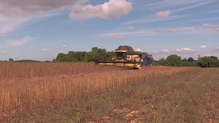 Agriculture  le chanvre une culture rustique et résistante [upl. by Neiv]