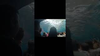 Largest Oceanarium Cebu 0cean Park [upl. by Nylrats]