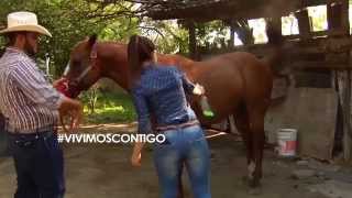 Fannia Lozano cuidando caballos en INFO7 VivimosContigo [upl. by Fahy]