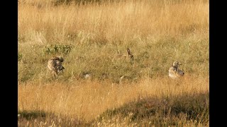 Eurasian Stonecurlew Cavenham Heath Suffolk 2824 [upl. by Datnow218]