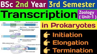 Transcription in Prokaryotes in HindiInitiation Elongation and TerminationTranscription in Hindi [upl. by Anaid851]