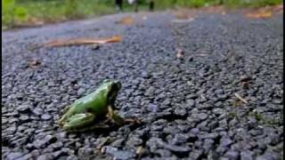 Tree frog Jump Slow motion [upl. by Eibloc]