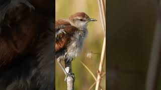 Canto de Pássaros  CURUTIÉ  Yellowchinned Spinetail birds aves shorts [upl. by Neil]