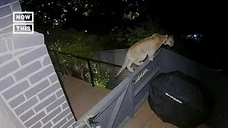 Mountain Lion Prowls on Womans Back Patio in LA Shorts [upl. by Ijat]