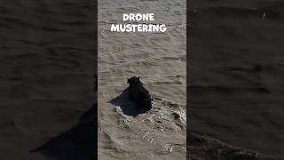 INSANE DRONE MUSTERING WILD BOAR OUT OF SWAMPS wildboar shorts insane drone [upl. by Harlie483]