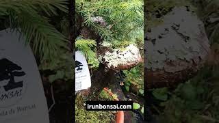 Picea abies prebonsai irunbonsaicom [upl. by Norita]