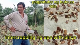 Pagpatubo ng buto ng upo sa tela at pag intercropping upo with pinya IPAMALAS tv [upl. by Browning]