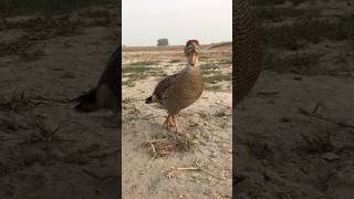 Teetar ki awaz pkteetarvoice shorts falcon [upl. by Yhtomiht]