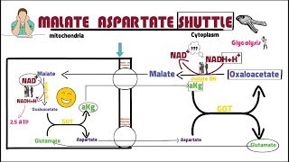 MALATE ASPARTATE SHUTTL [upl. by Asseniv283]