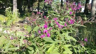 Ironweed Vernonia  A large plant with as much to offer [upl. by Llenel]