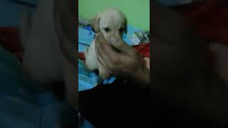 Part1 Labrador Puppy plays Cute and and Teeth sharpening game with my hand shorts [upl. by Uird]