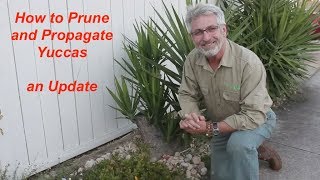 Yucca Pruning and Propagation Update [upl. by Asilat]