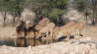 Lion Family Drinking [upl. by Long]