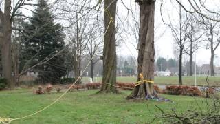 Afbreken en kappen of vellen van een monumentale boom met uitleg [upl. by Layor623]