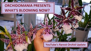 Orchidomania Presents Whats Blooming Now amp Rarest Orchid Update [upl. by Modie69]