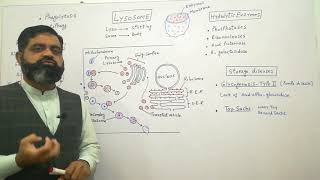 Lysosomes Urdu Hindi medium  Prof Masood fuzail  Anatomy of Lysosomes  Storage diseases [upl. by Goto]