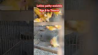 Lotino pathy avaleble lovebirds sadarbazar owaistechnicel lalukhetbirdsmarketnewupdate parrot [upl. by Guyon]