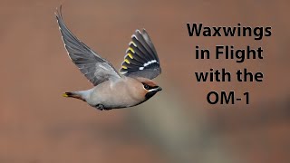 Photographing Waxwings in flight using Procapture on the OM1 with the 150400mm lens [upl. by Wilber]