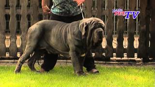 Mastino Napoletano Informationen zur Rasse [upl. by Clarisse]