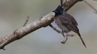 Perched bird on tree branch [upl. by Zoila]