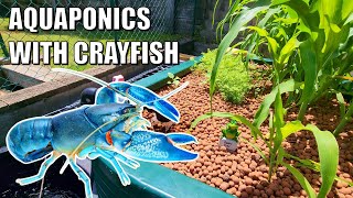 Emmas Crayfish amp Aquaponics Backyard Farm [upl. by Bullis]